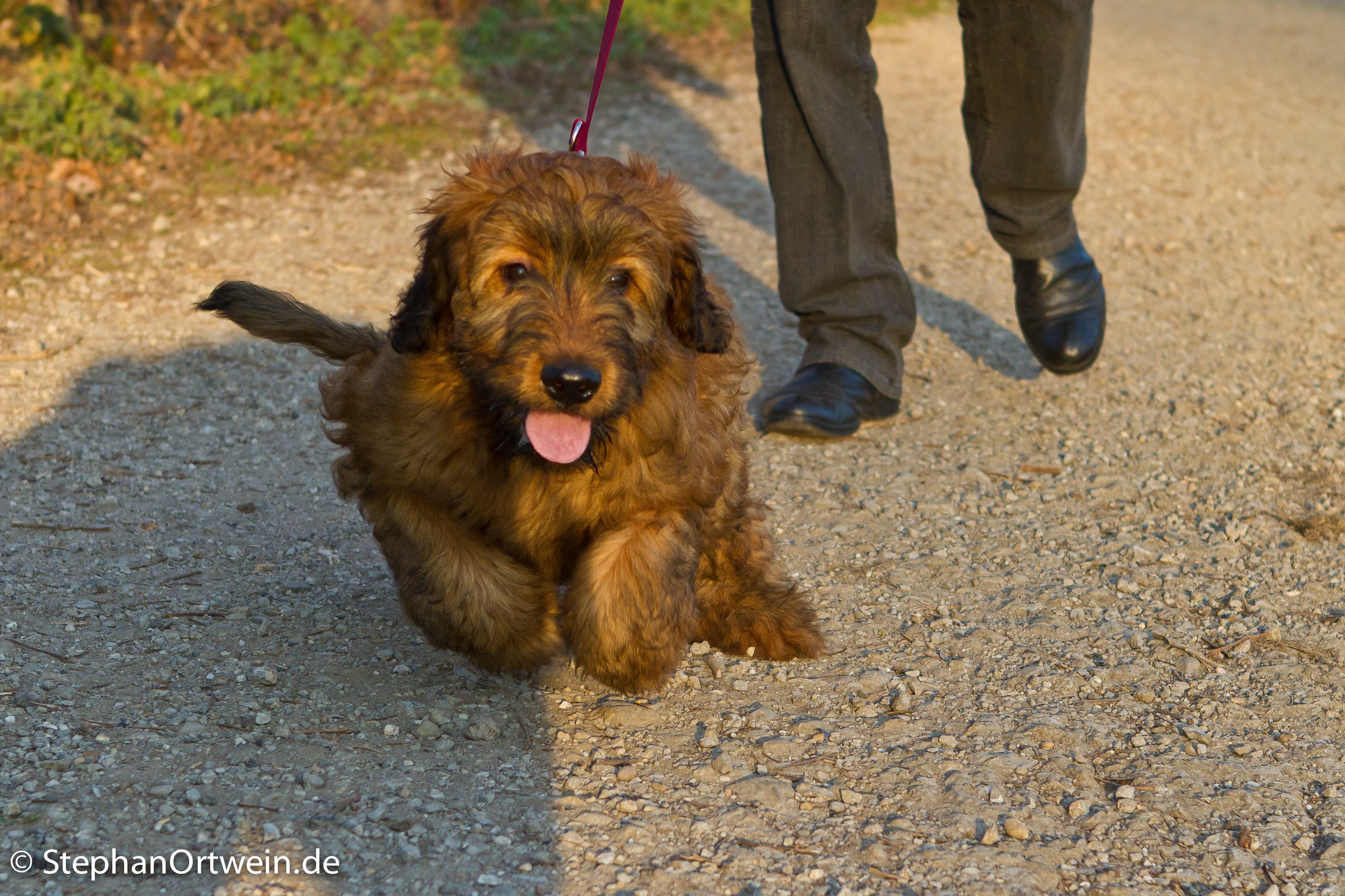 spaziergang-welpen-017 spaziergang-welpen-017
